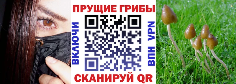 наркошоп  Назарово  Галлюциногенные грибы MAGIC MUSHROOMS 