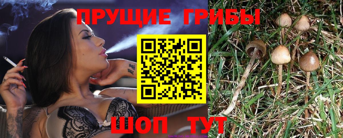 Псилоцибиновые грибы GOLDEN TEACHER Назарово